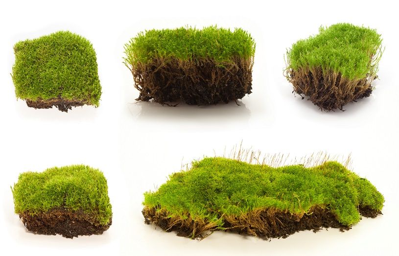 How to Get Rid of Moss in Your Yard | Country Green Turf Farms