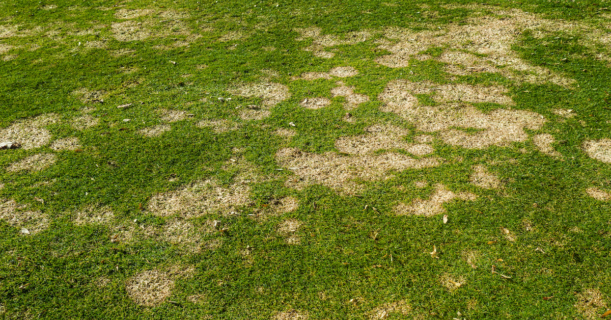 Are the Brown Spots in Your Lawn Snow Mold?